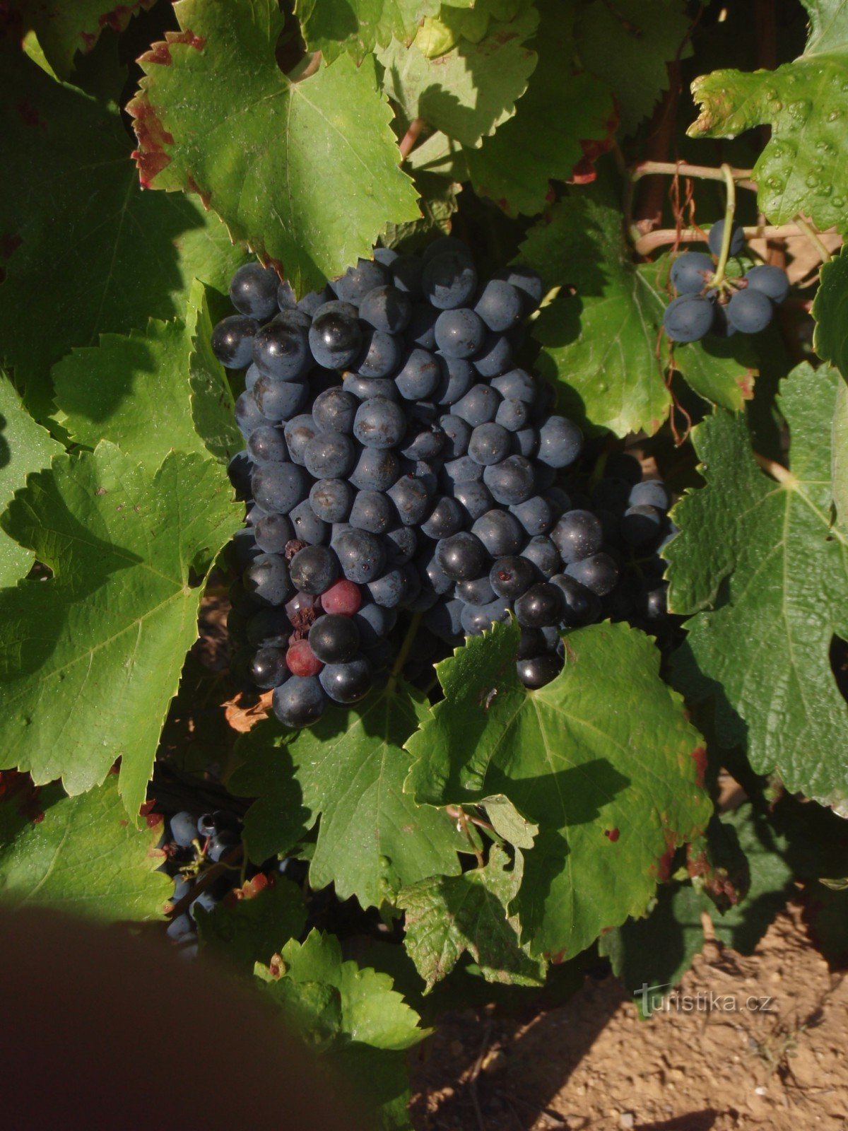 в винограднике во время сбора урожая