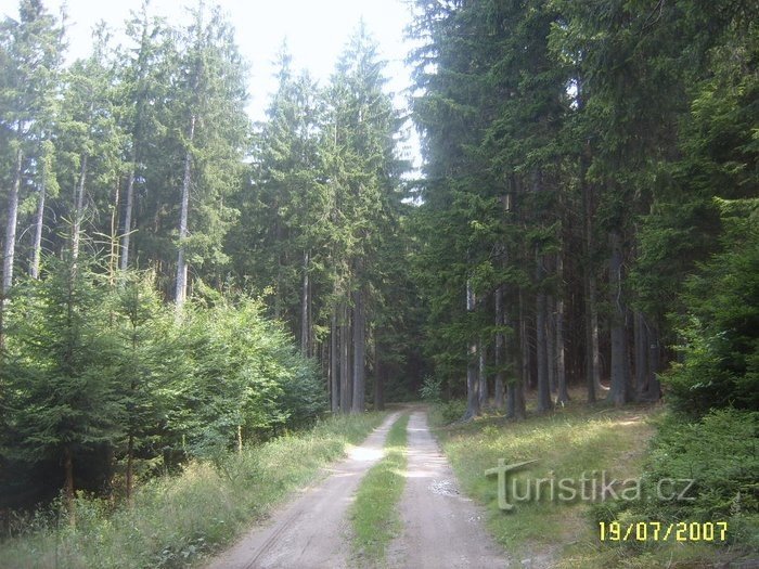 ci sono bellissime foreste di abeti rossi negli altopiani