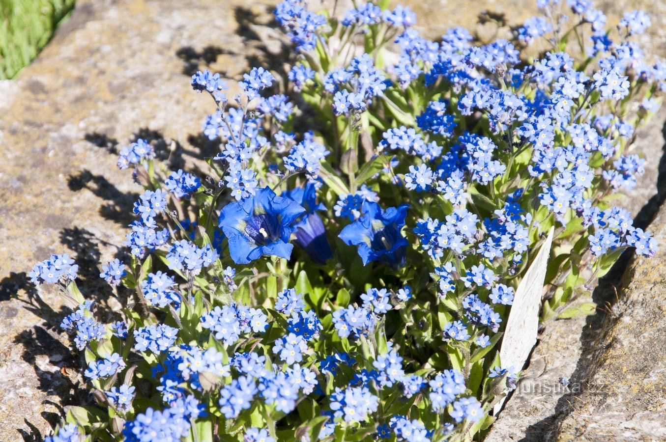 Bitter blommar i trädgården