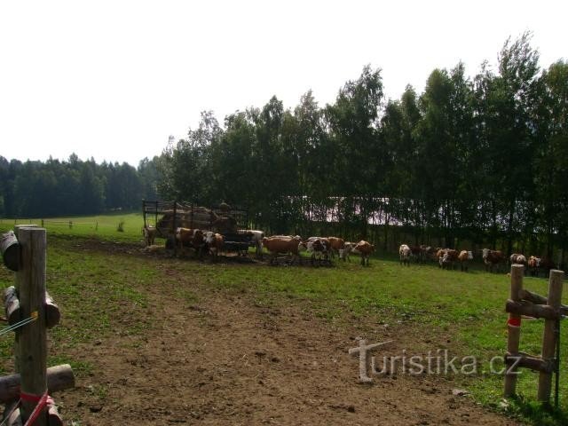 Oberhalb Mladkov mit Kühen