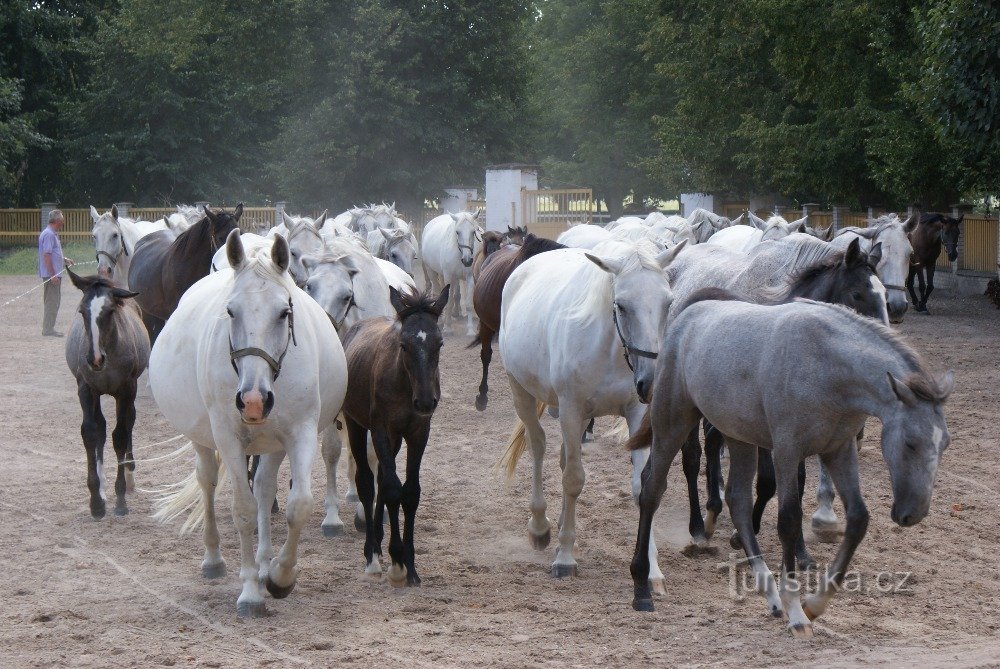 I ferri di cavallo risuonano su un branco di cavalli...