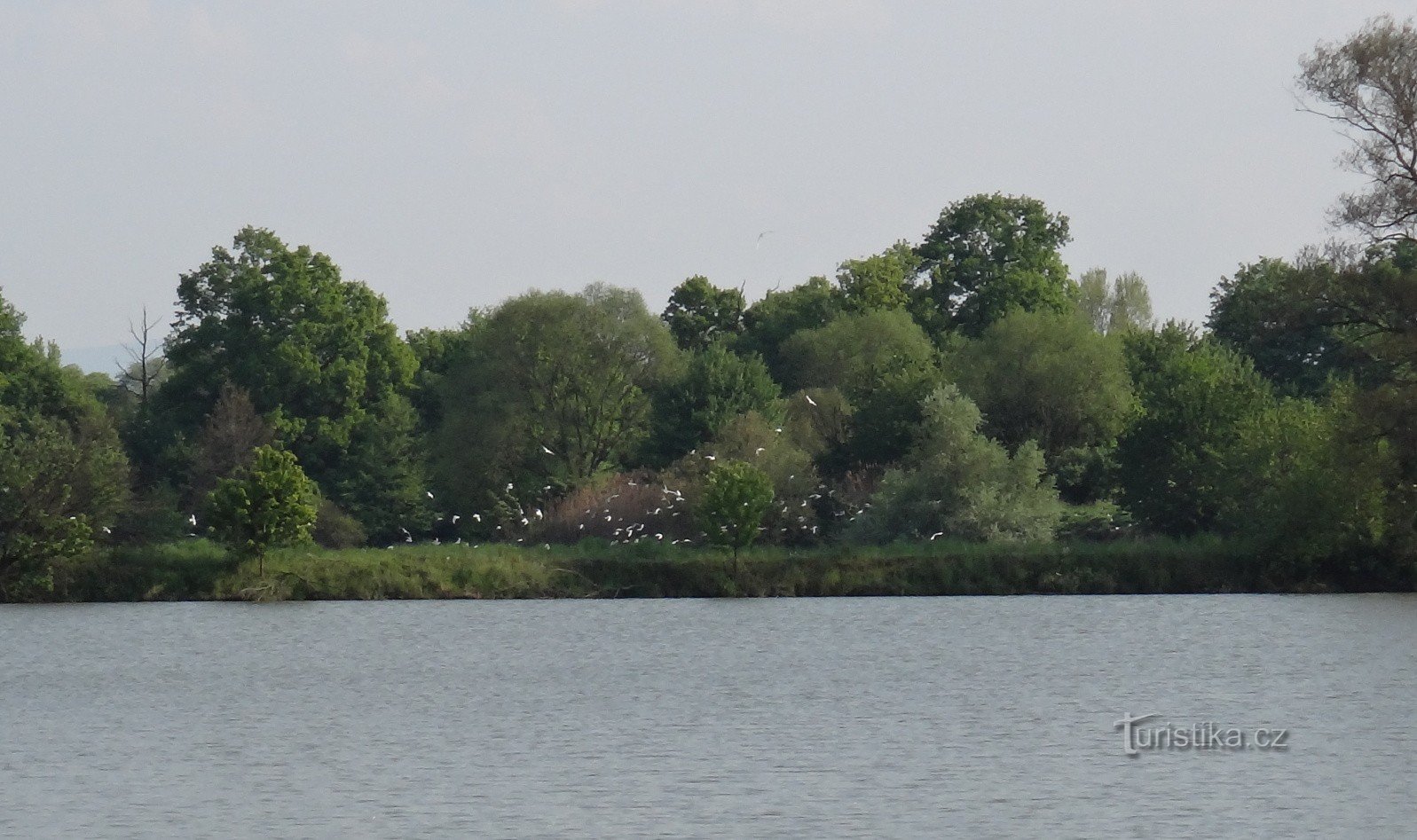 ataques de gaivotas