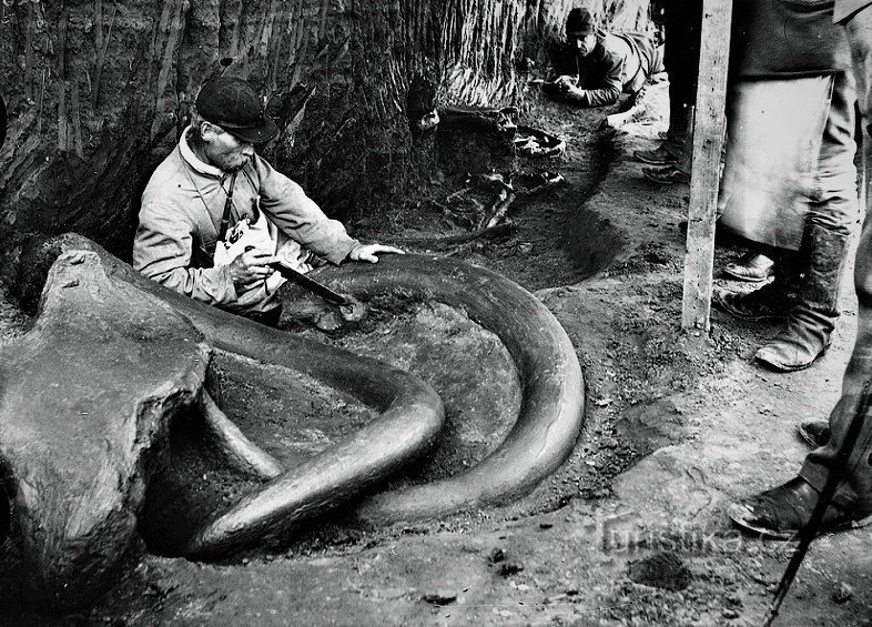 Khám phá bộ xương voi ma mút trong xưởng gạch Moravka ở Svobodnovdvor (1899)