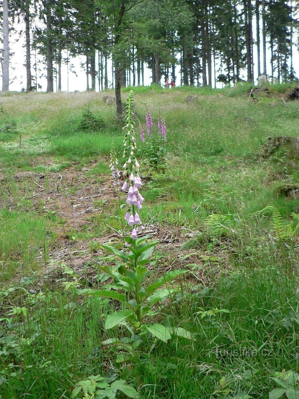 Foxglove