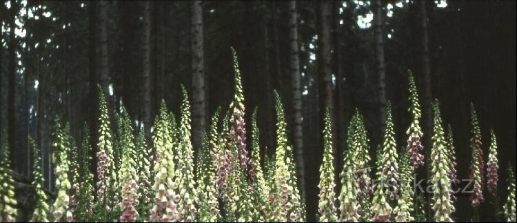 digitalis