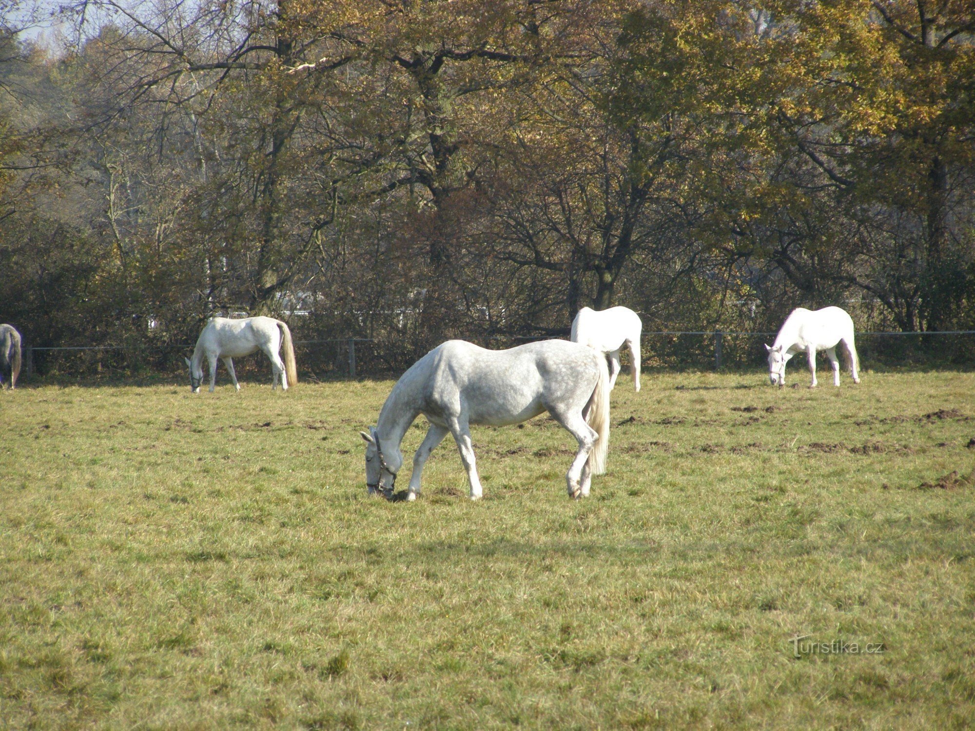 Národní hřebčín Kladruby