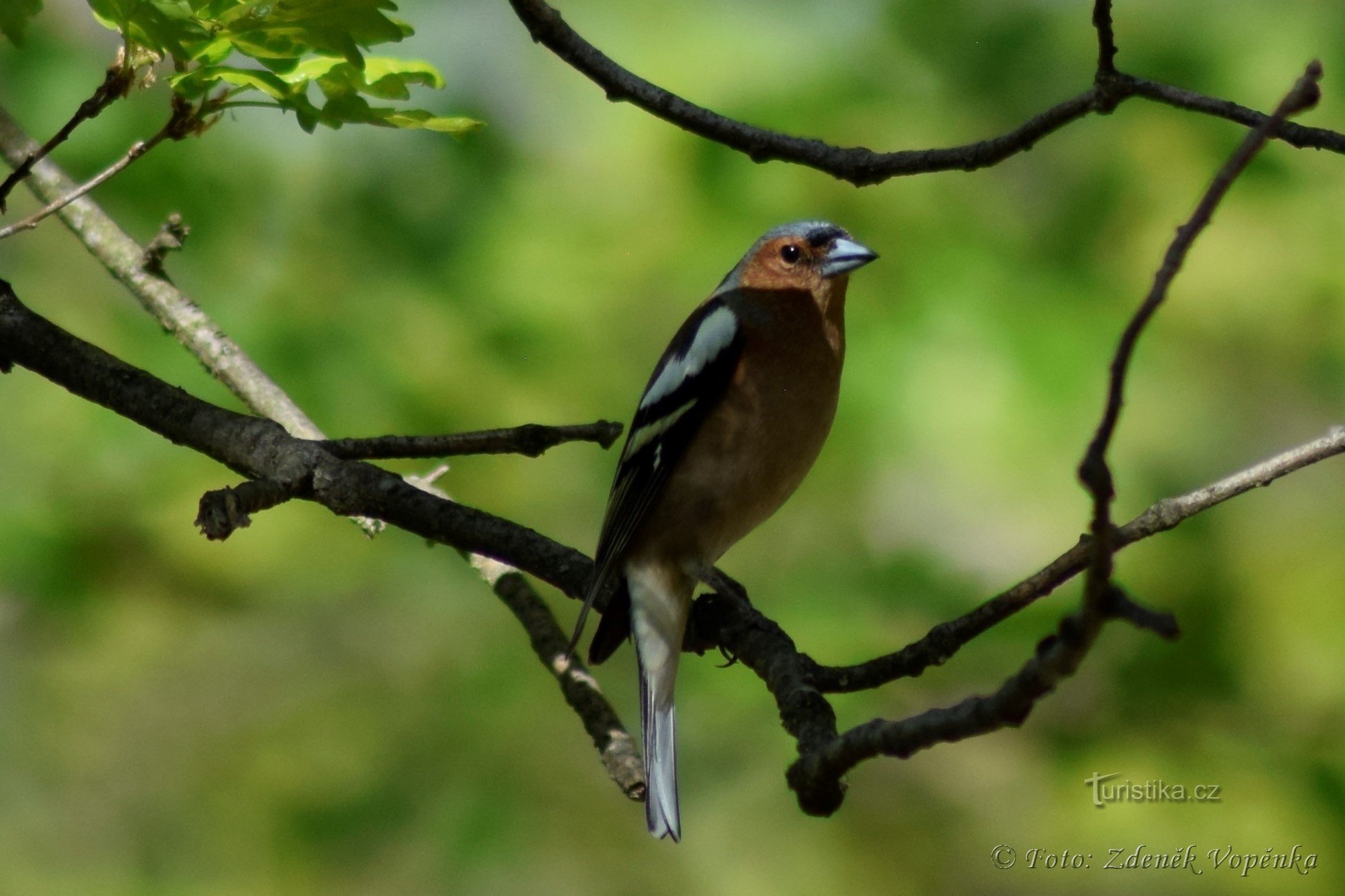 Podyji Nationalpark.