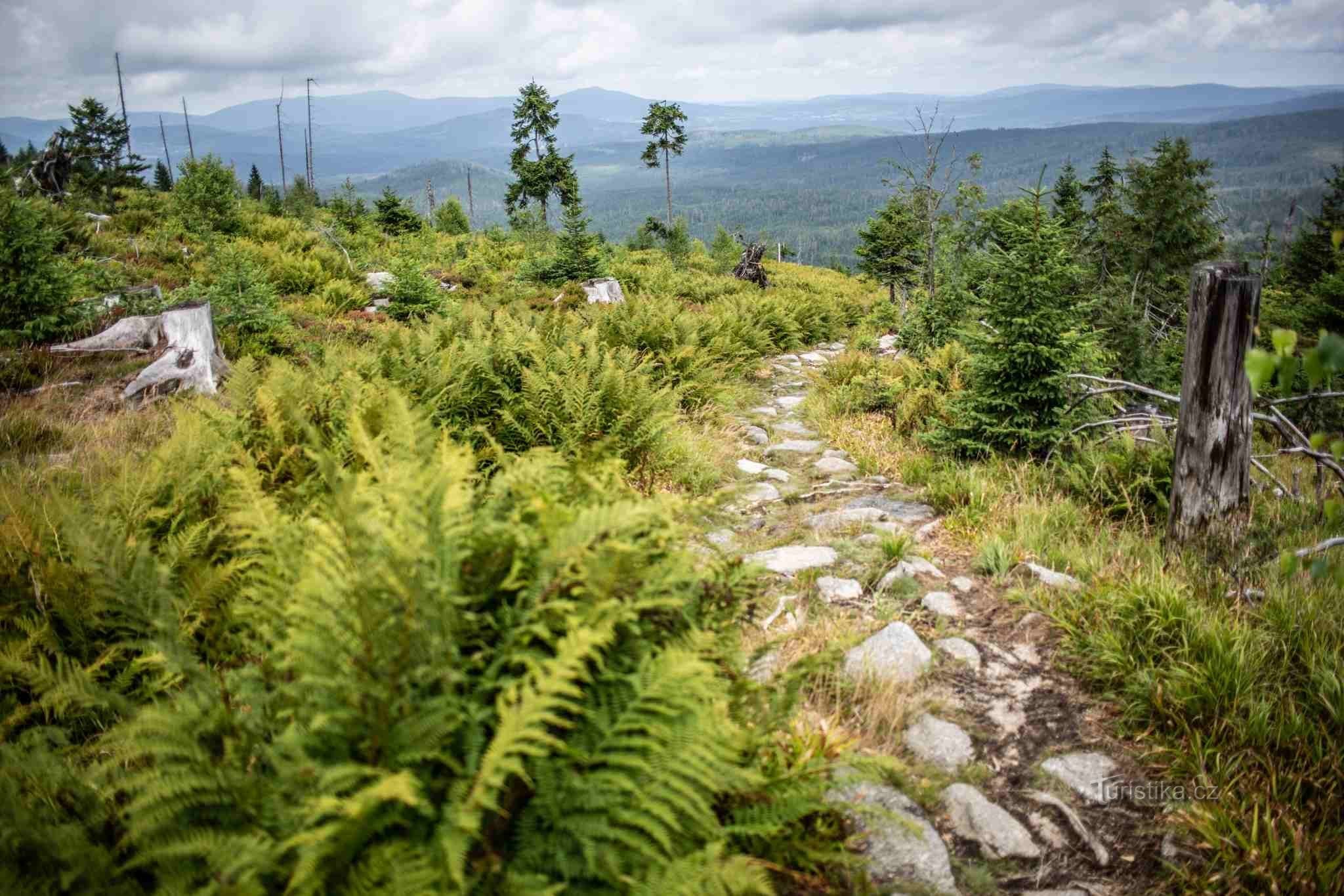 Parc national de Šumava © Anna Jirásková ; EXIF : Canon EOS 5D Mark III, VOIGTLÄNDER 2