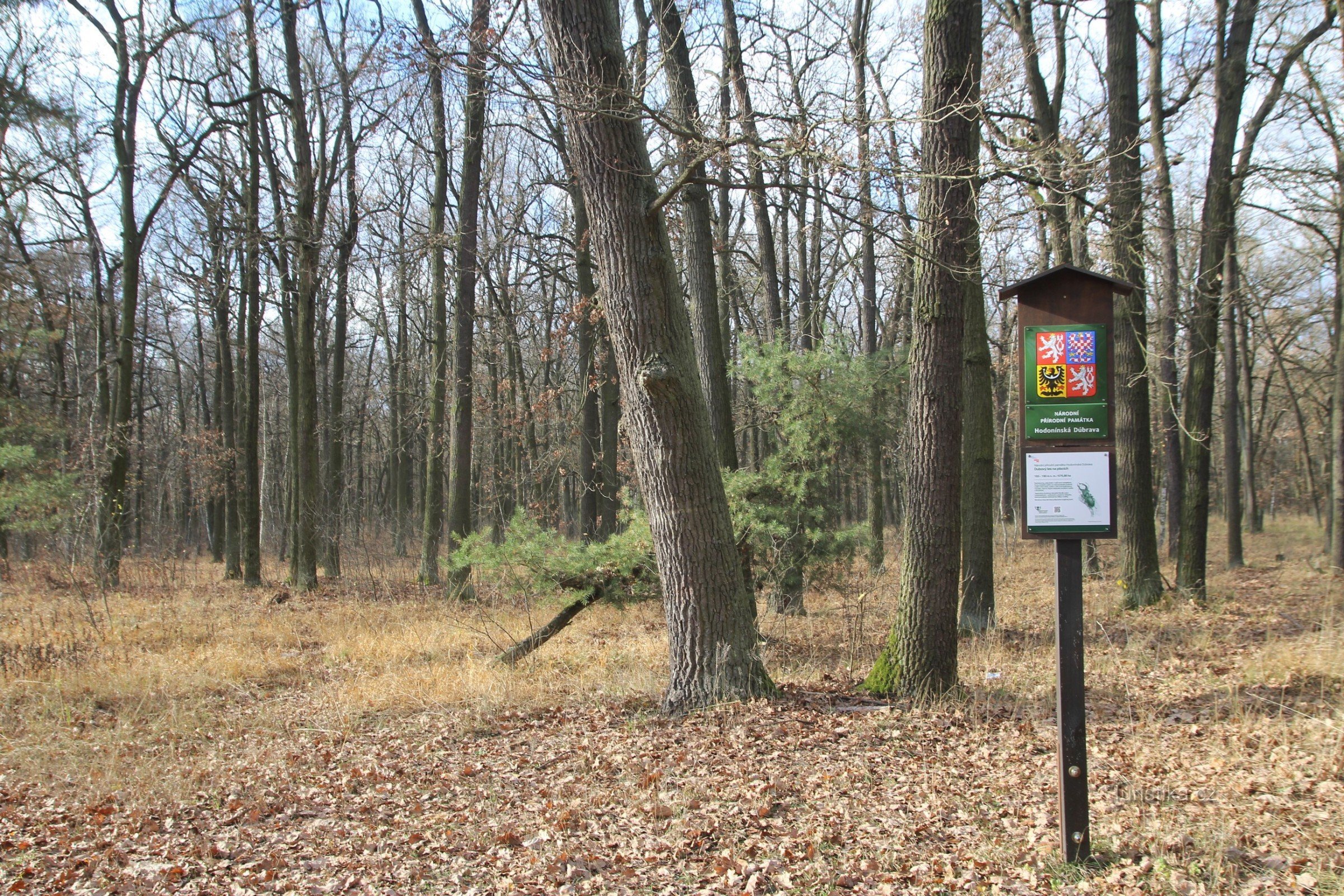 Monumento natural nacional Hodonínská Dúbrava