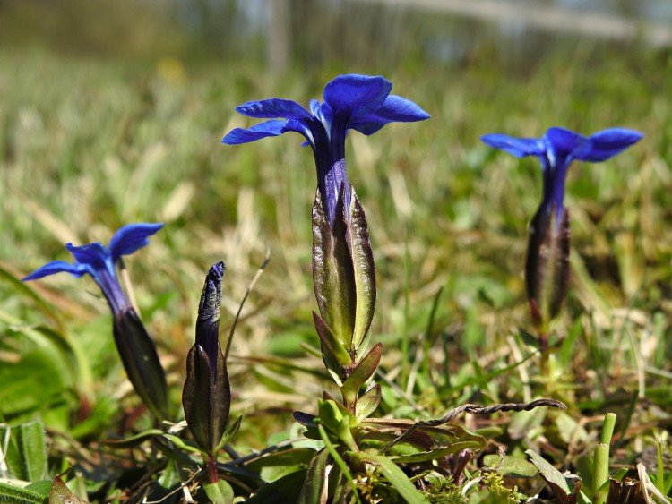 Rovná Nationale Naturmonument