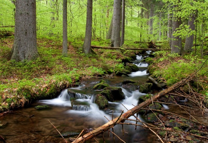 Εθνικό φυσικό καταφύγιο Boubín Forest