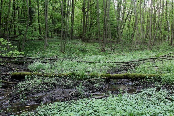 Čtvrtěn kansallinen luonnonsuojelualue