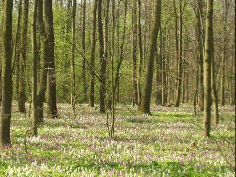 Libicky Luh National Nature Reserve