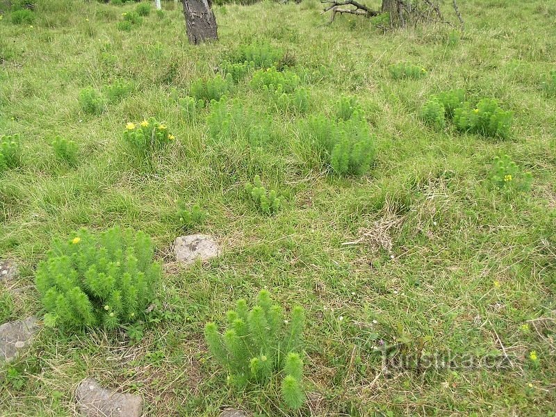 Nationaal natuurreservaat Oblík