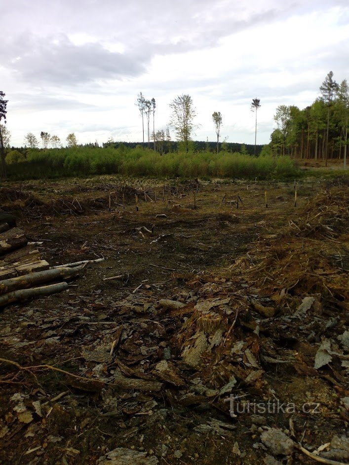 Velký Špičák nationella naturreservat