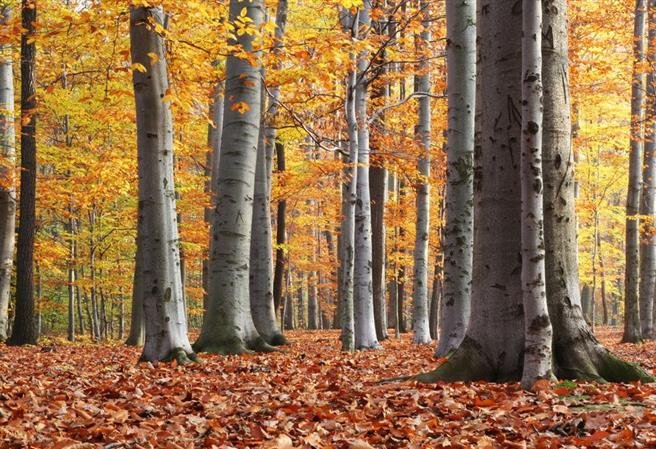 Voděradské bučyna Nationale Naturreservat