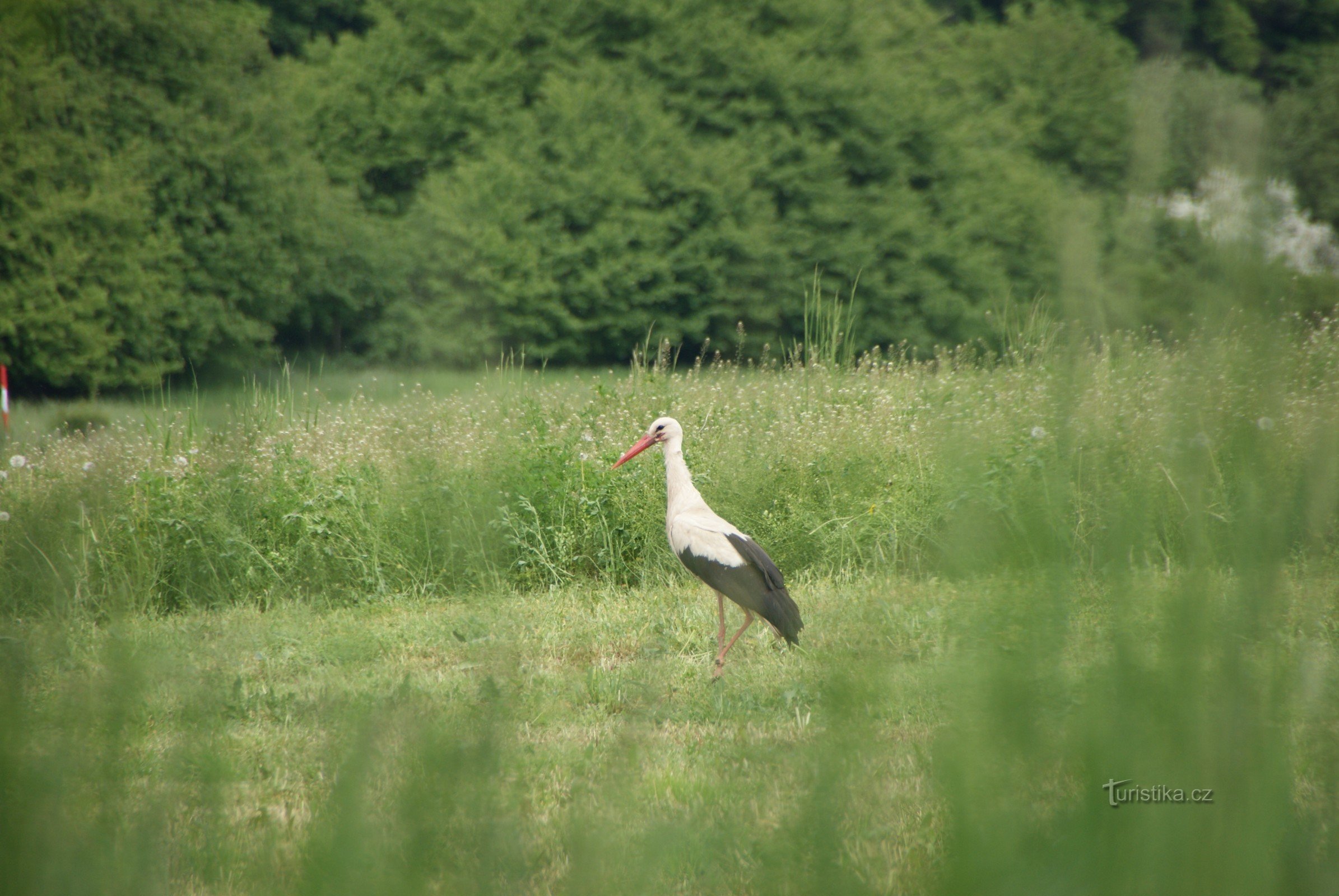 unsere Eskorte