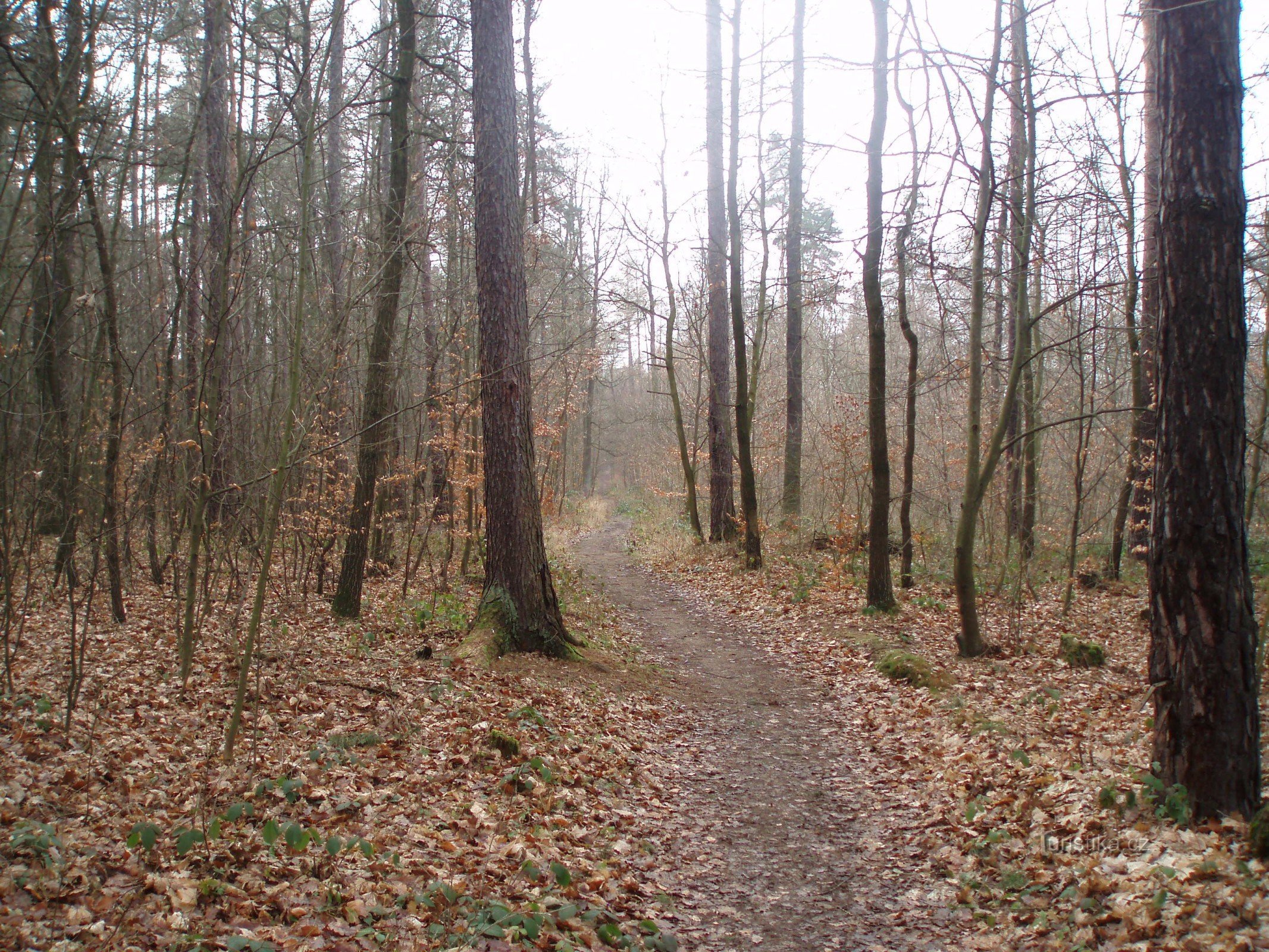 Unser Wald