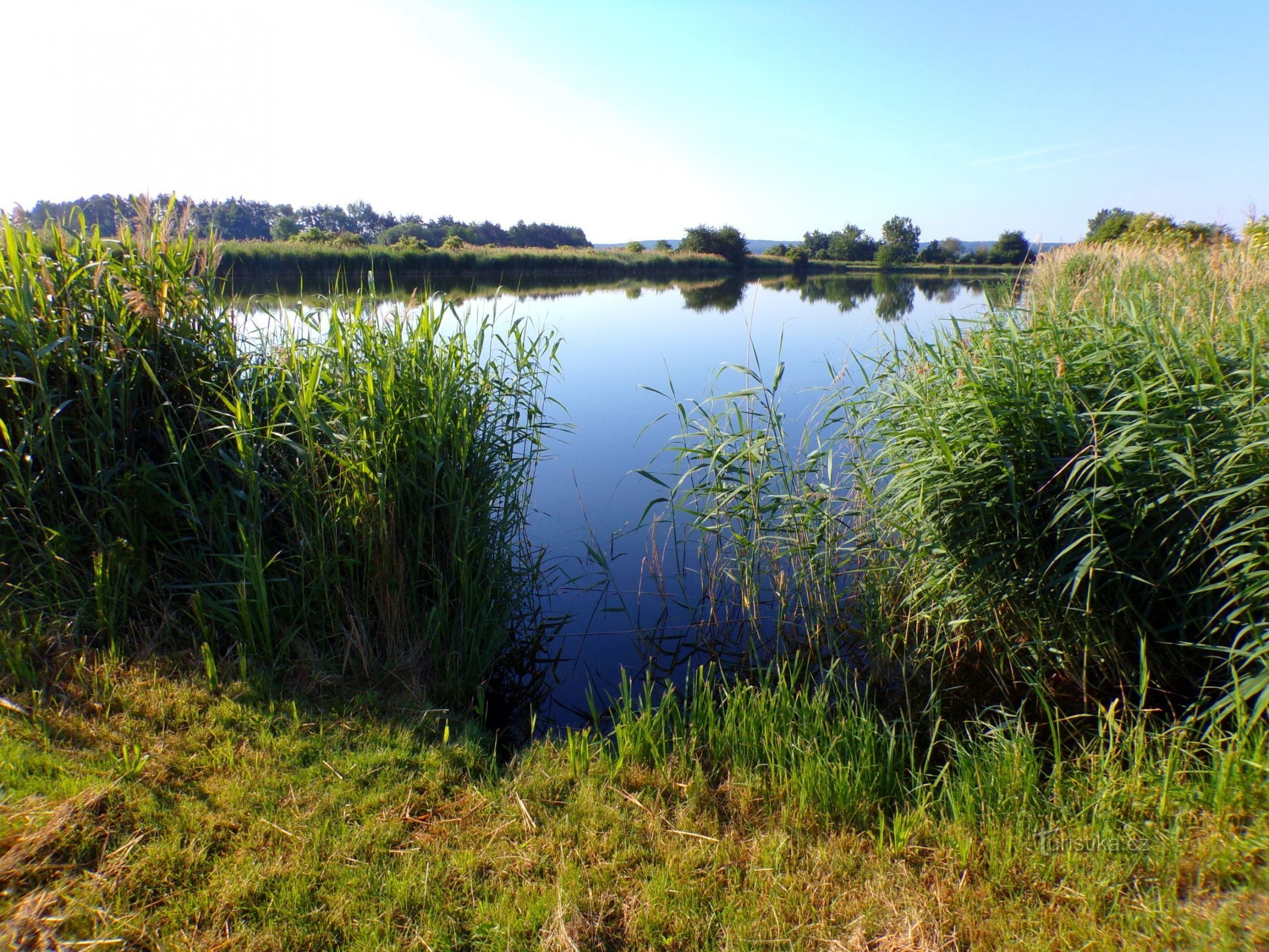 Hatchery ponds Požary (Kosičky, 11.6.2022)