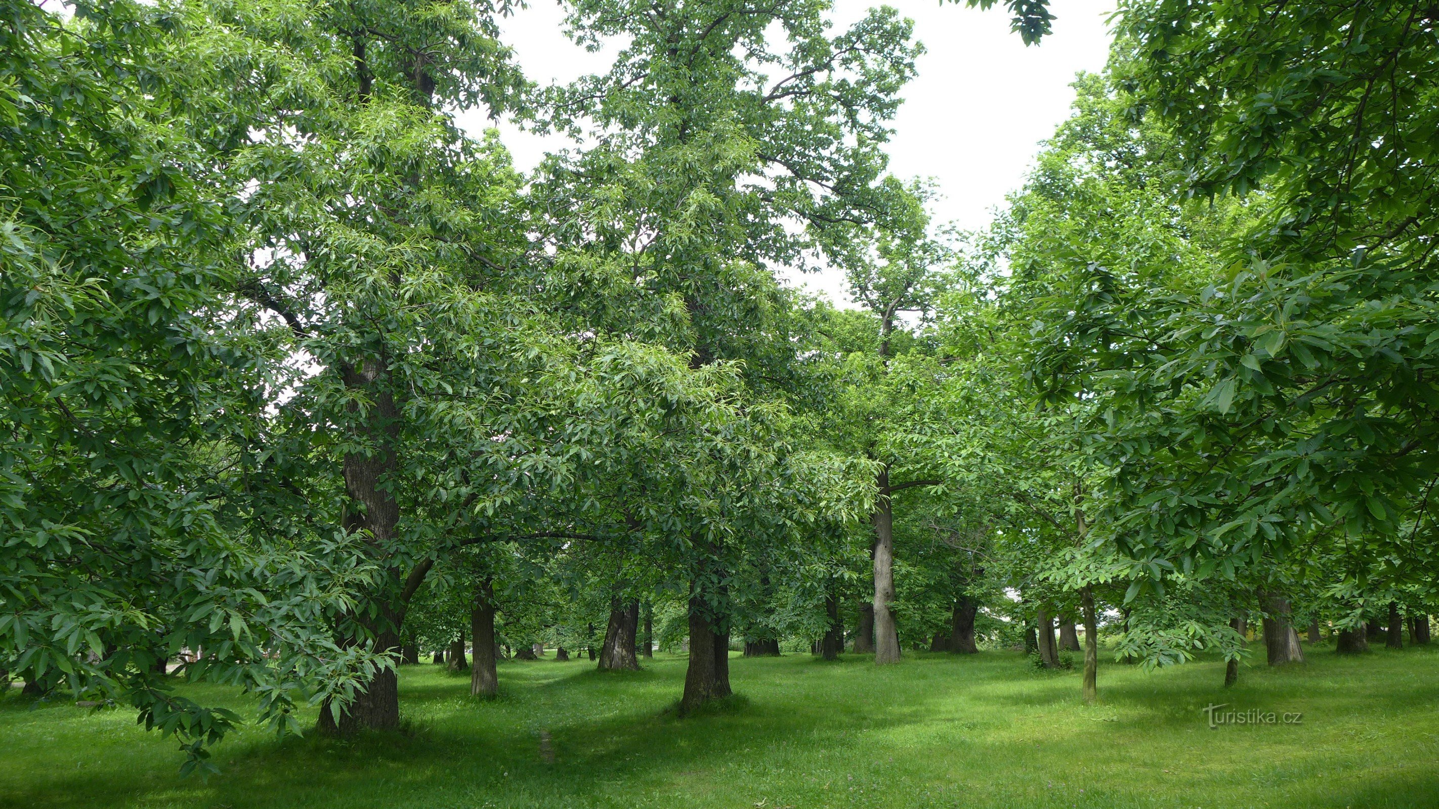 Chestnuts - Chestnut