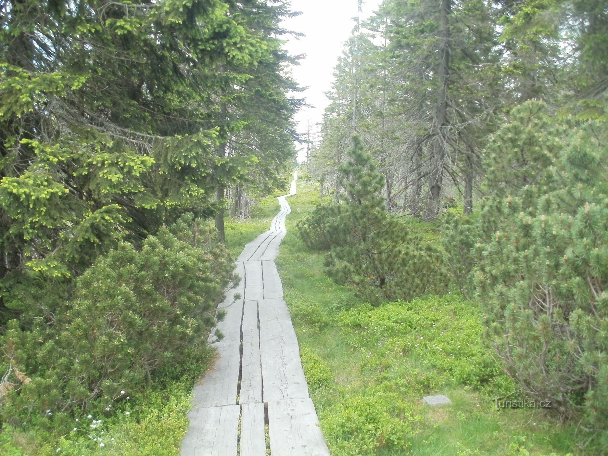 Educational trail of the Black Mountain Bog