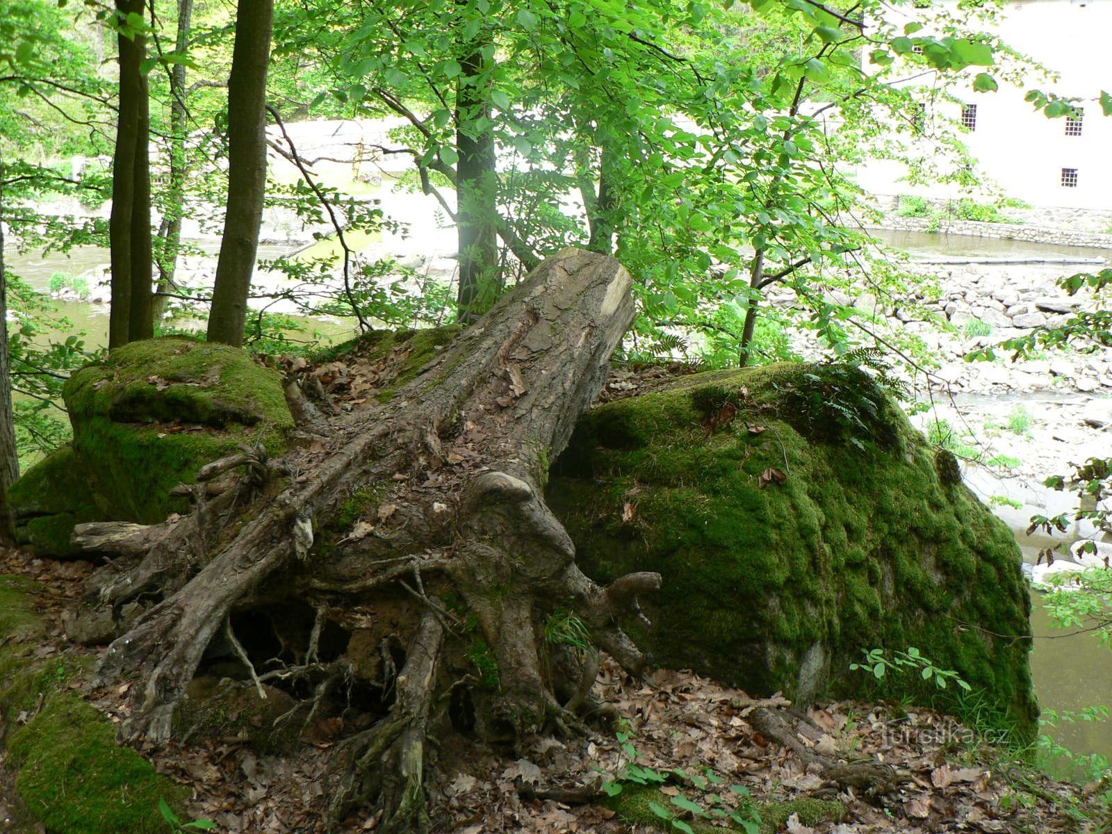 Educational trail Pintovka