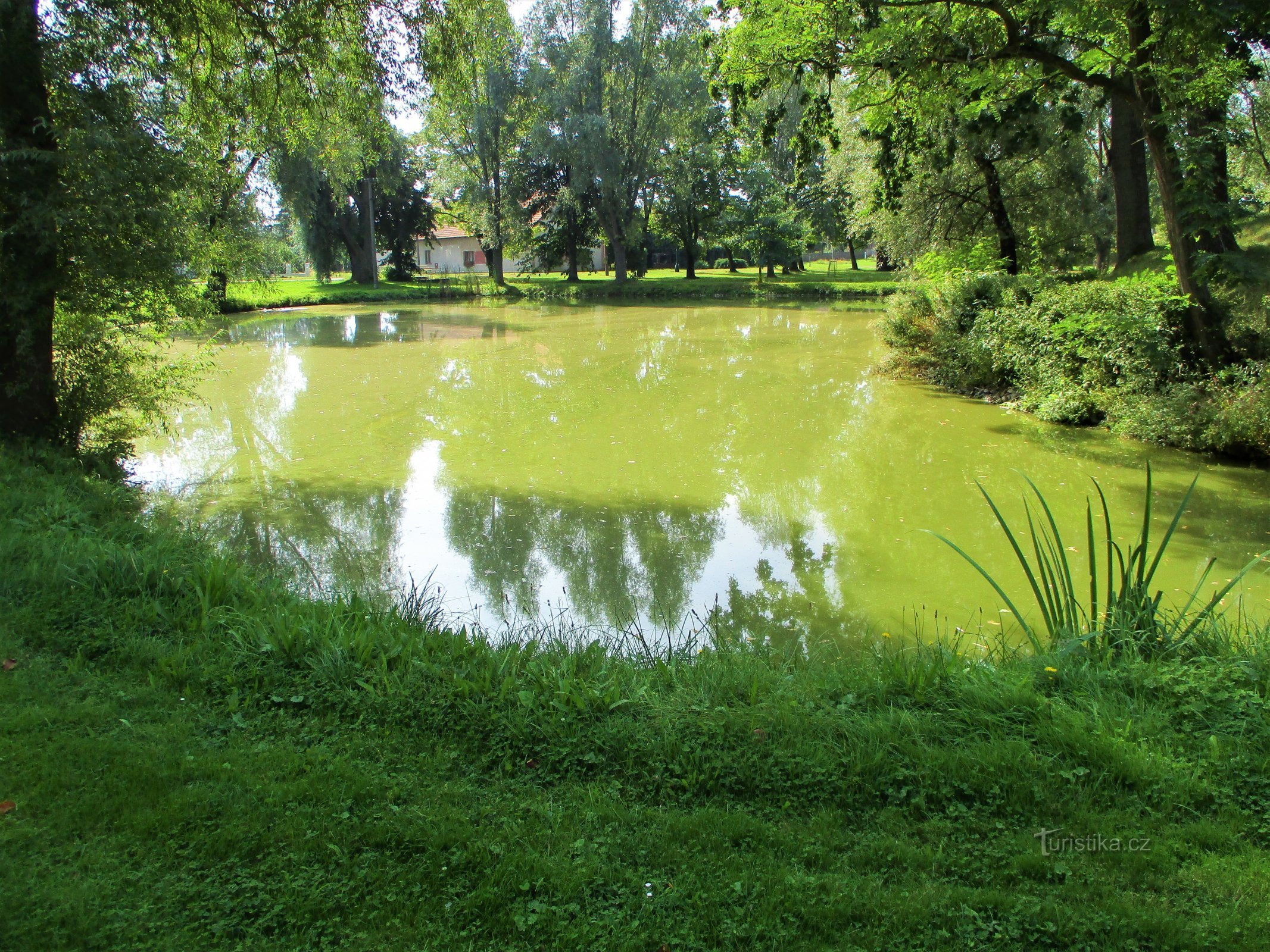 Village pond "Lednice" (Obědovice, 13.9.2020/XNUMX/XNUMX)