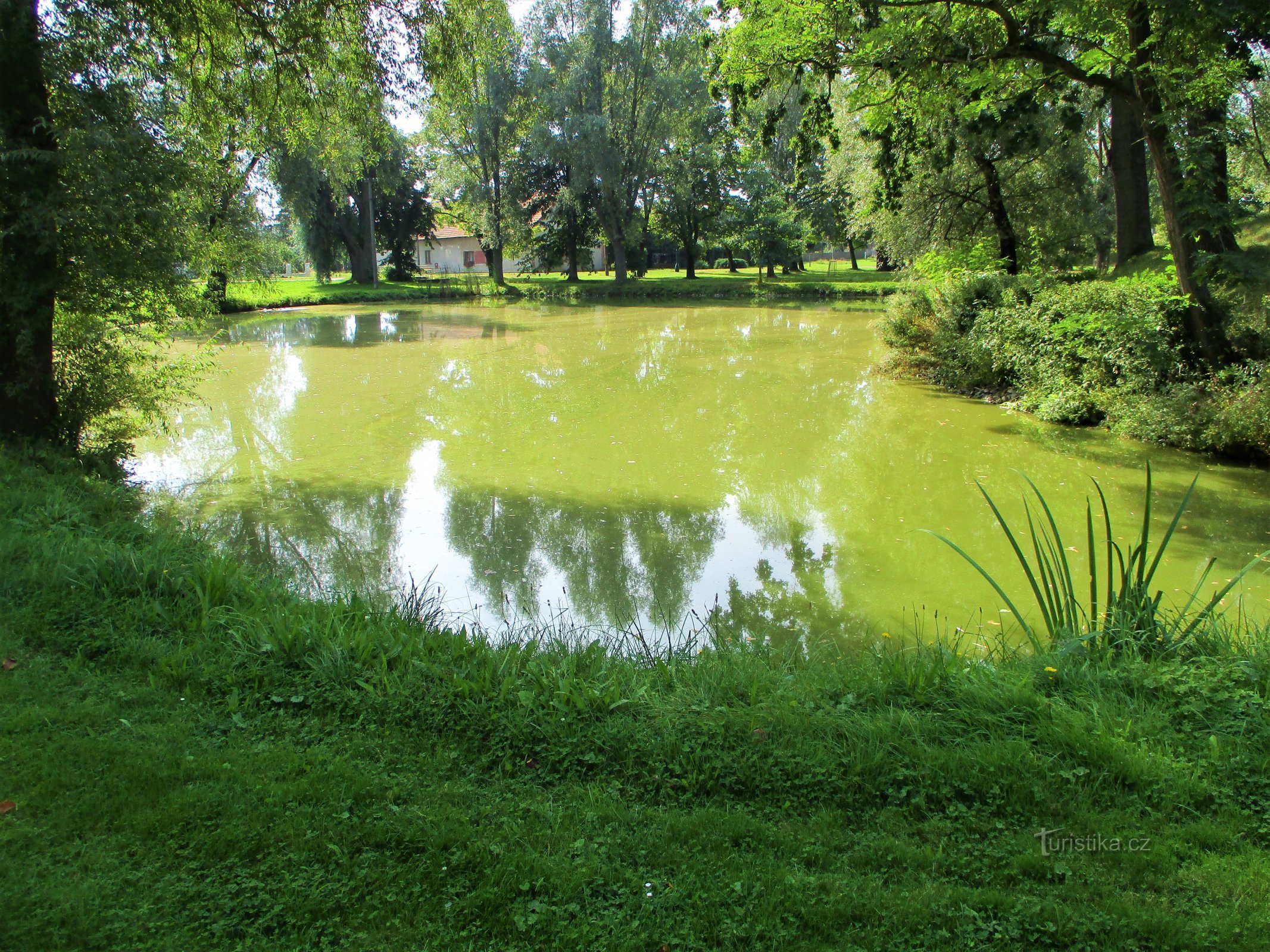 Étang du village "Lednice" (Obědovice, 13.9.2020/XNUMX/XNUMX)