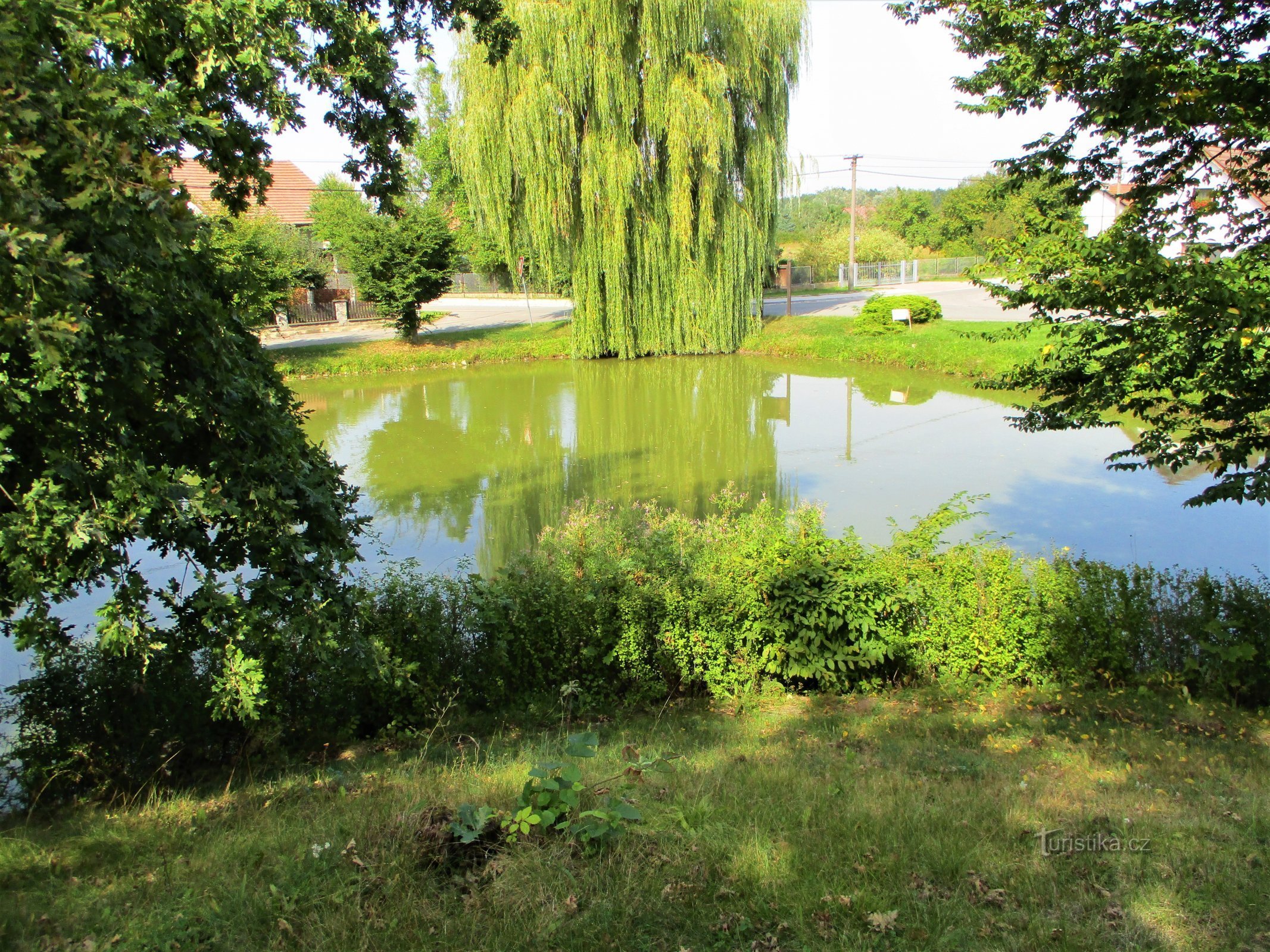 Village pond "Lednice" (Obědovice, 13.9.2020/XNUMX/XNUMX)