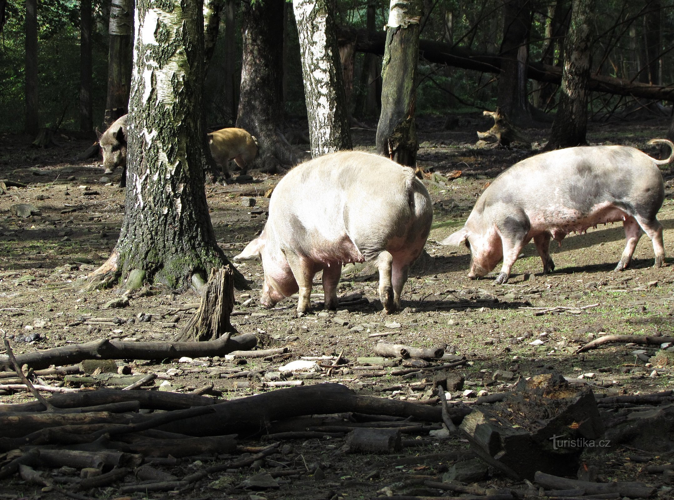 Une visite à l'éco-ferme de Rejviz