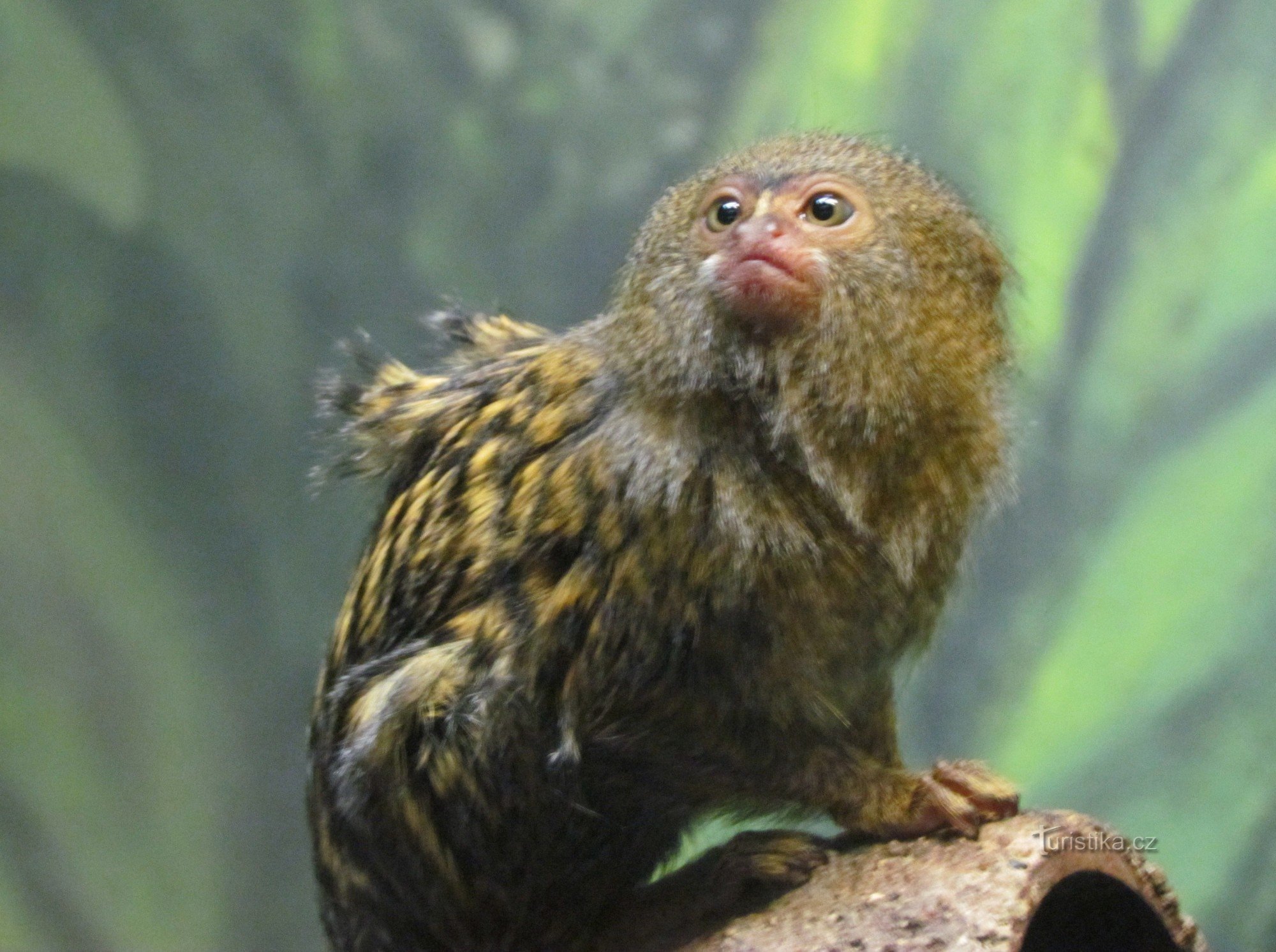 オロモウツ近郊のスヴァテ・コペチェク動物園訪問