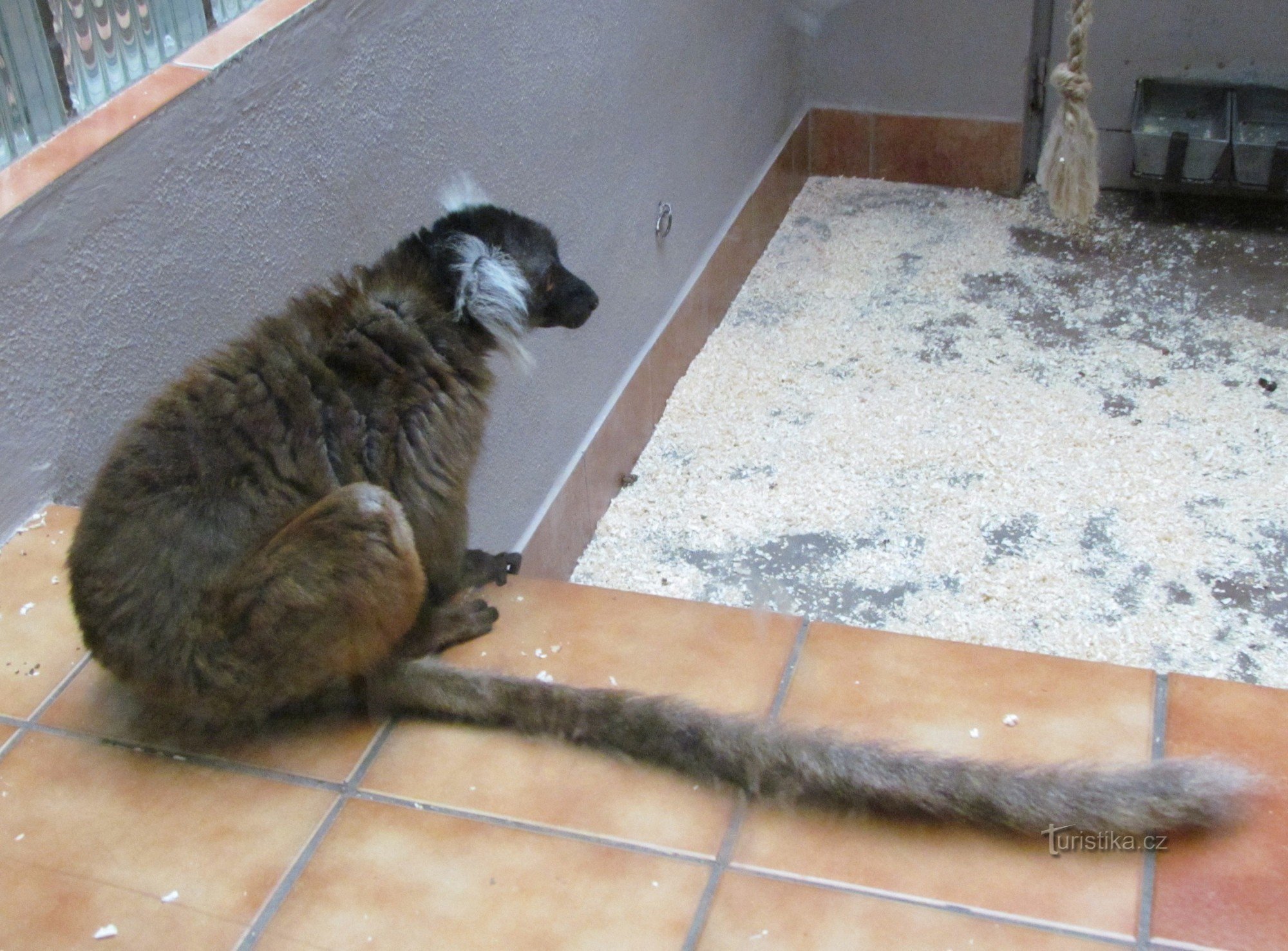 Besuch des Zoos in Svaté Kopeček bei Olomouc