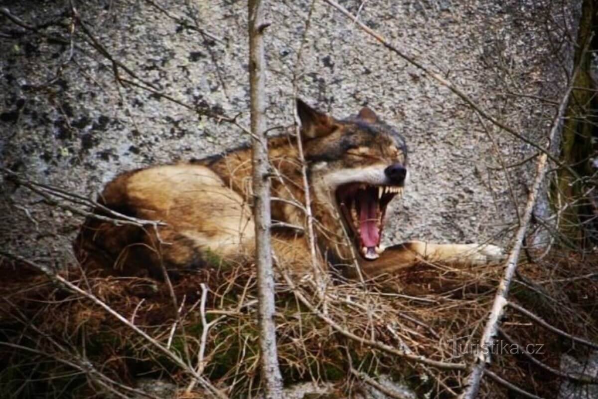 Centre d'accueil des visiteurs de Srní avec une exposition consacrée aux animaux