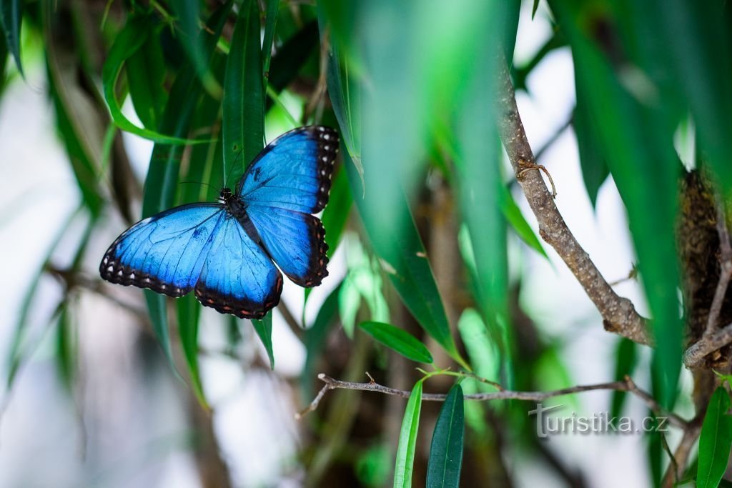 Nem véletlenül emlegetik a Morpho peleides lepkét