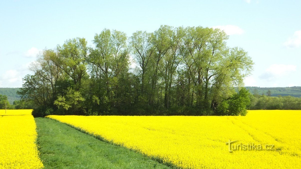 not far from the pond is a place called "Mršník".