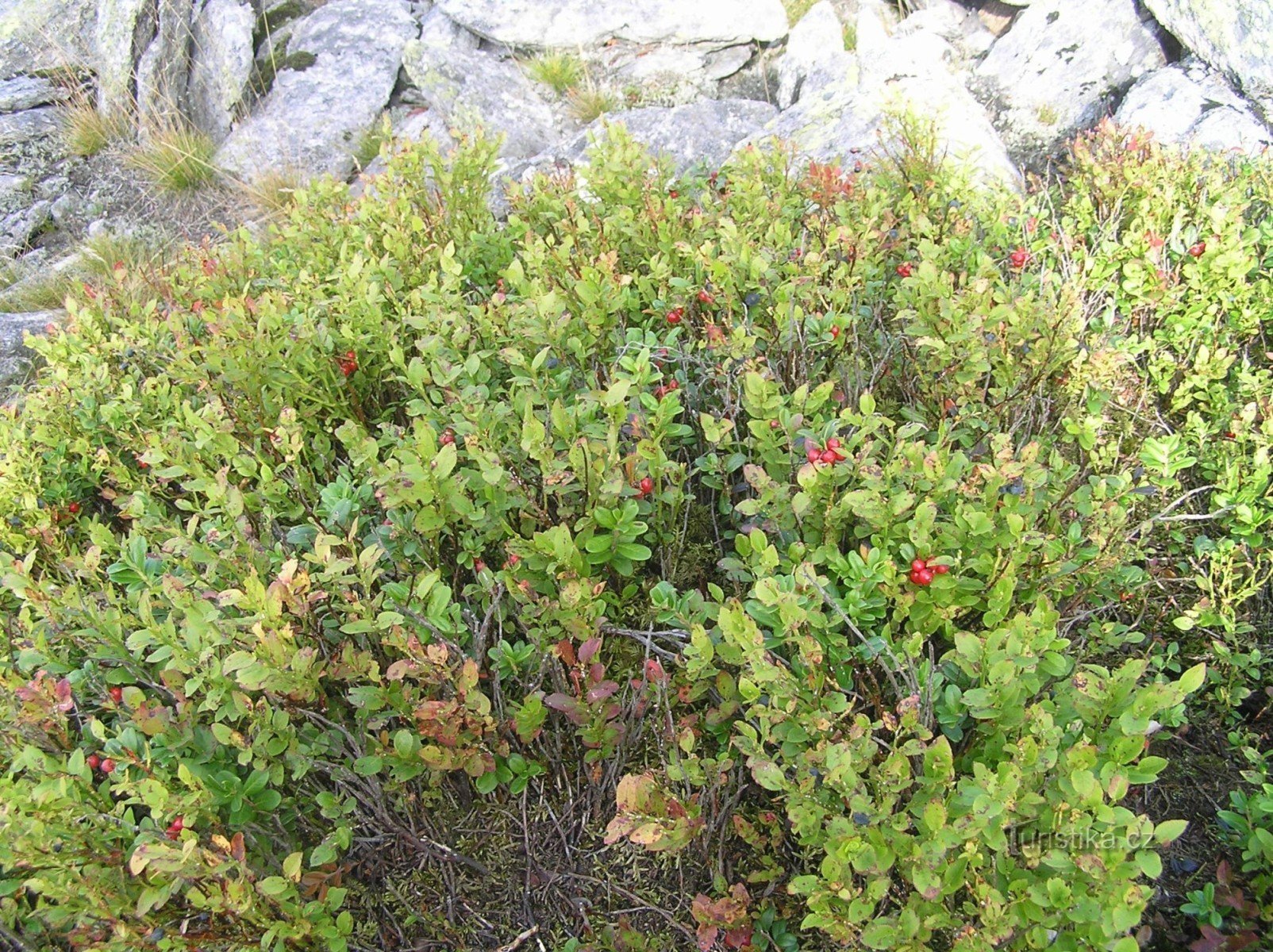 Obenauf echte Preiselbeeren