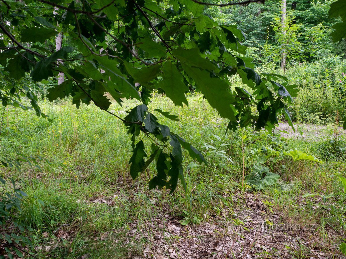 Ma qui cresce una specie di quercia