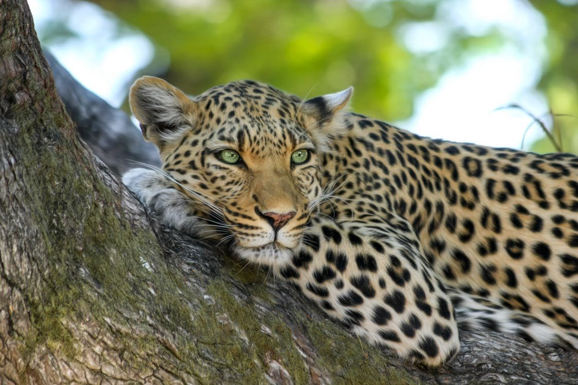 Los jardines zoológicos checos más bellos - segunda parte