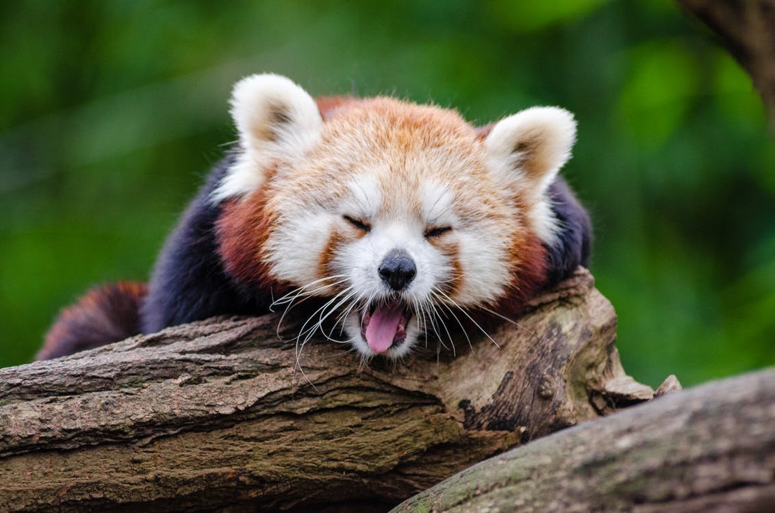 Les plus beaux jardins zoologiques tchèques - première partie