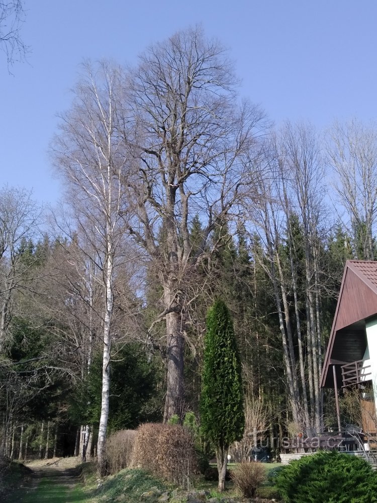 Najboljši pogled na Zahrádecká lipo je z juga