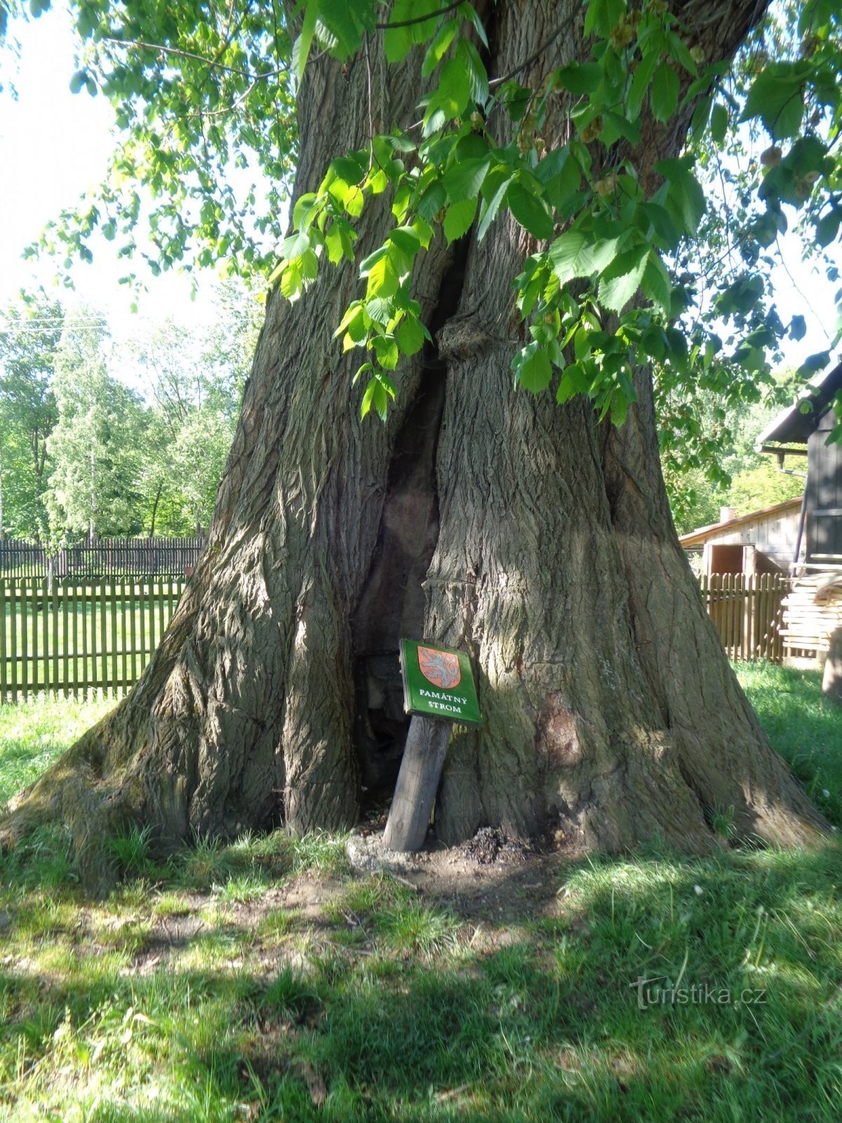 Den äldsta och största almen i Tjeckien