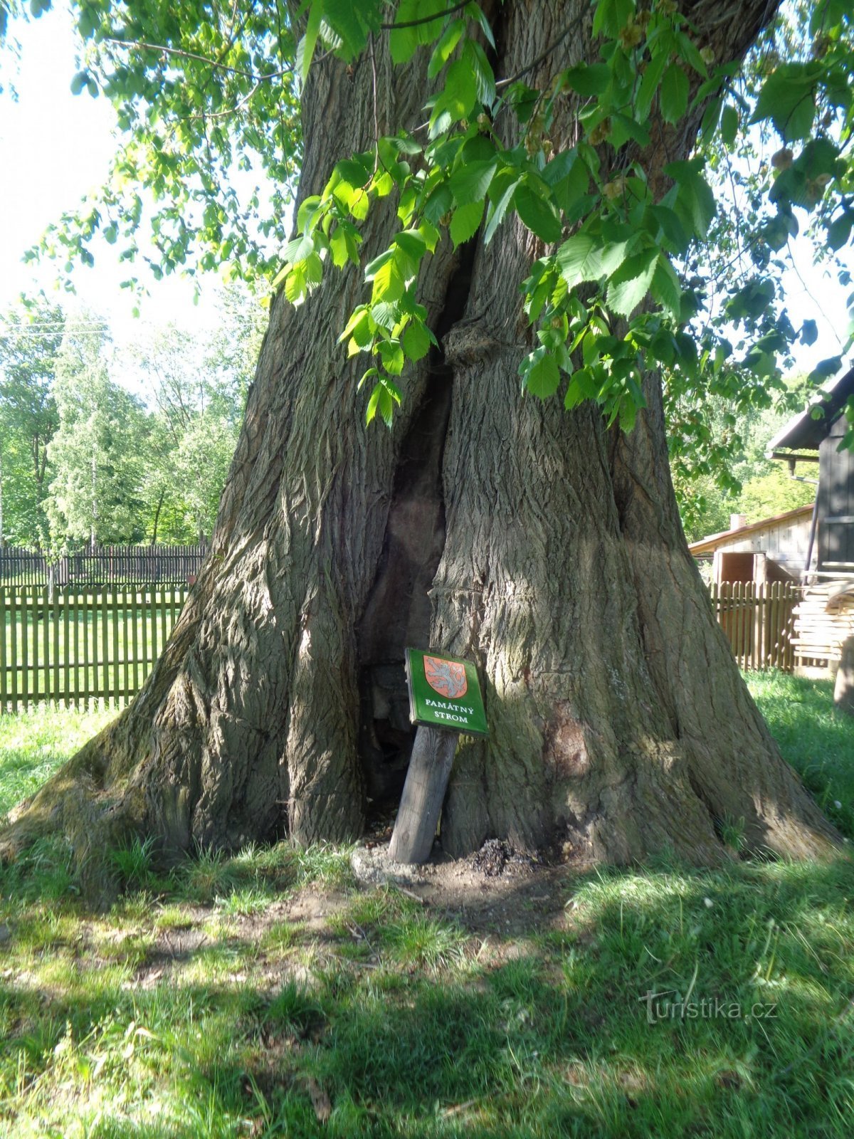 Den ældste og største elm i Tjekkiet