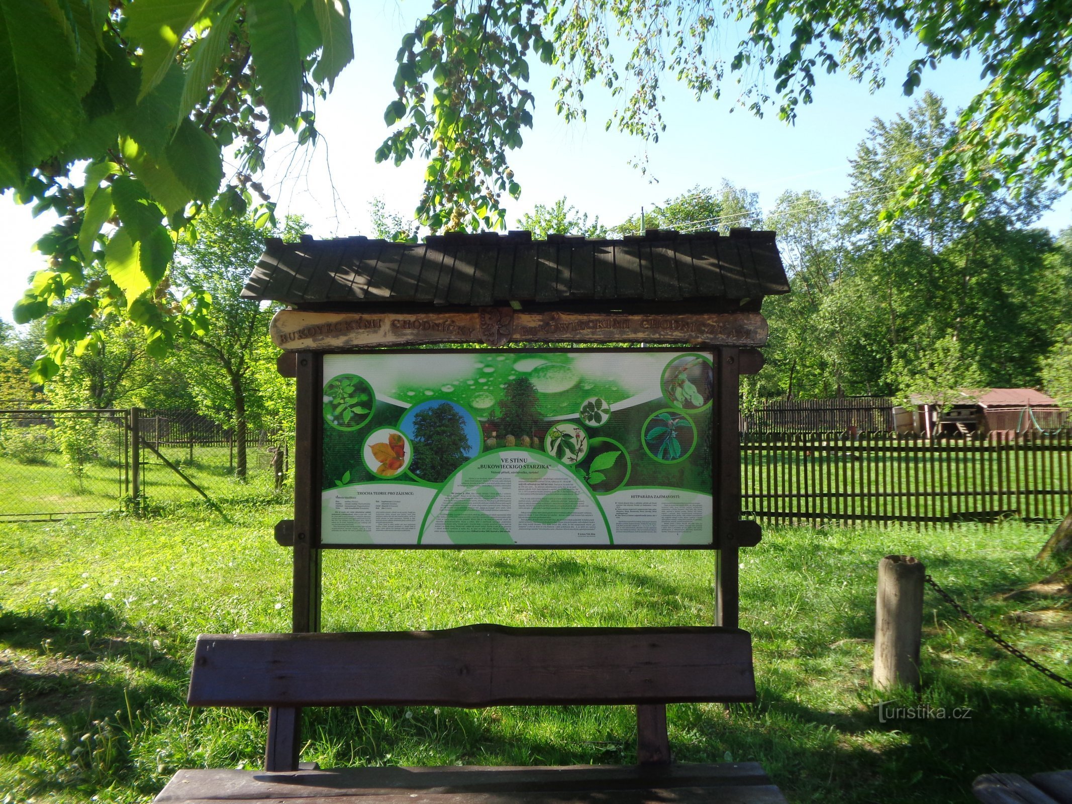 The oldest and largest elm in the Czech Republic