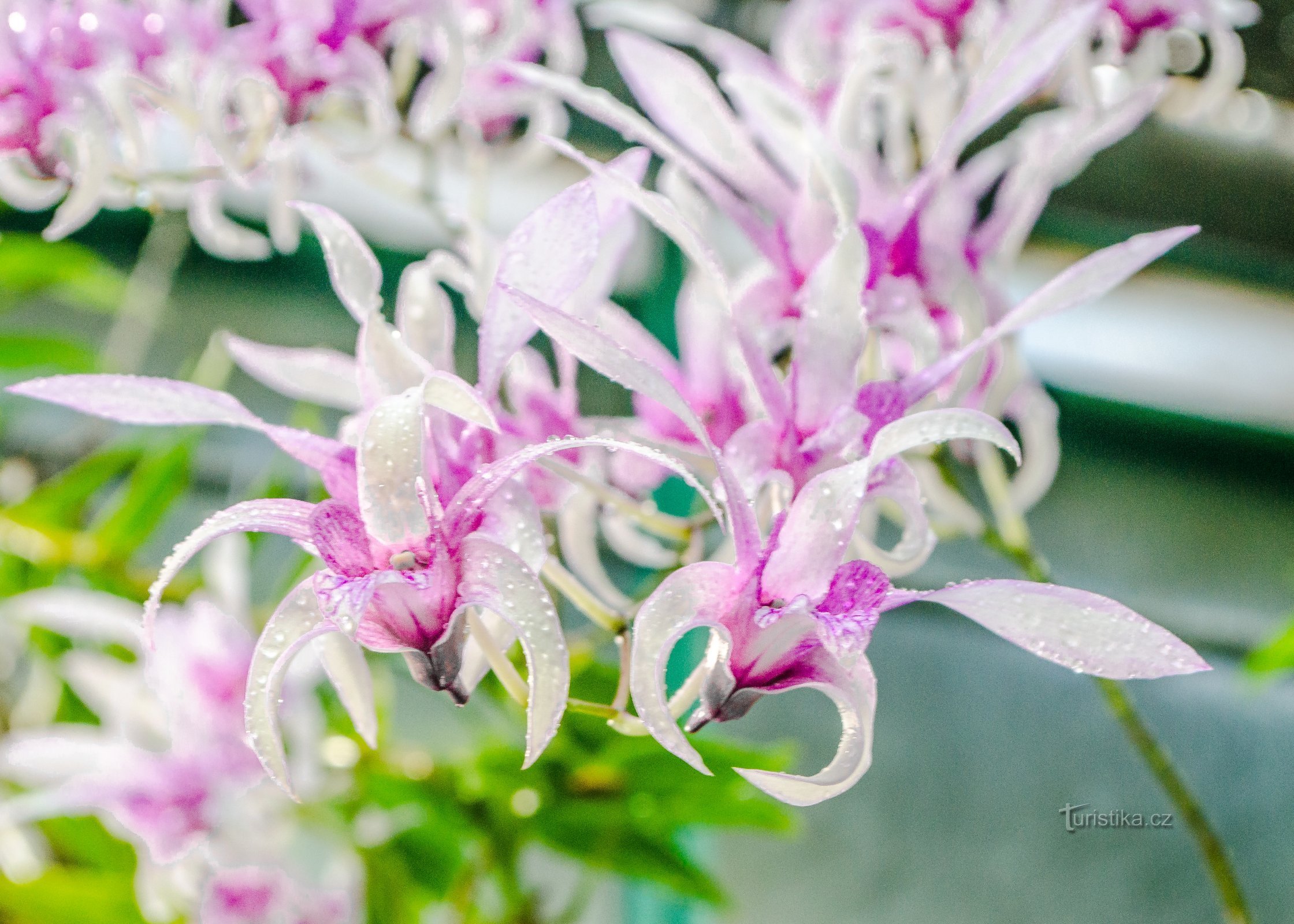 Den ældste botaniske have i Tjekkiet