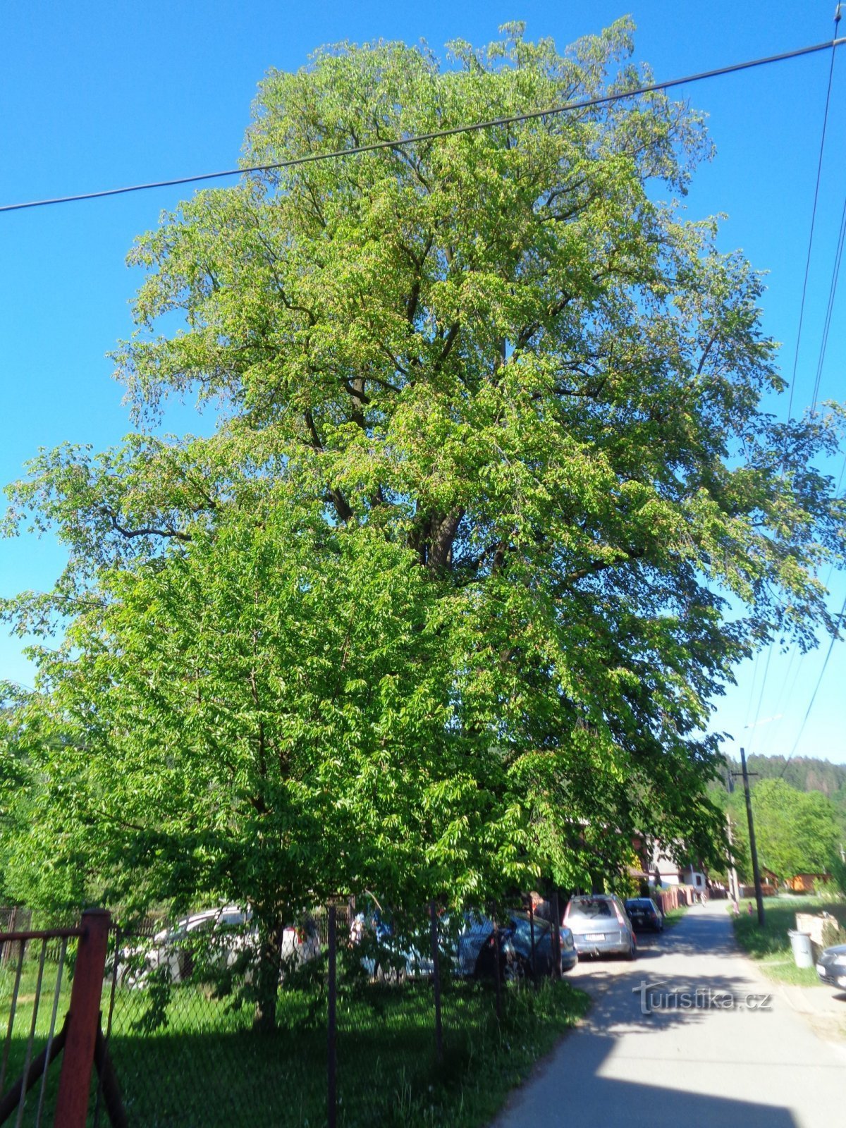 Den ældste elm i Tjekkiet