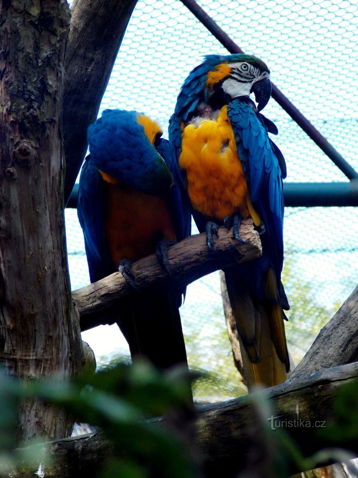 The largest macaw in the world in ZOO - Lešná, Zlín