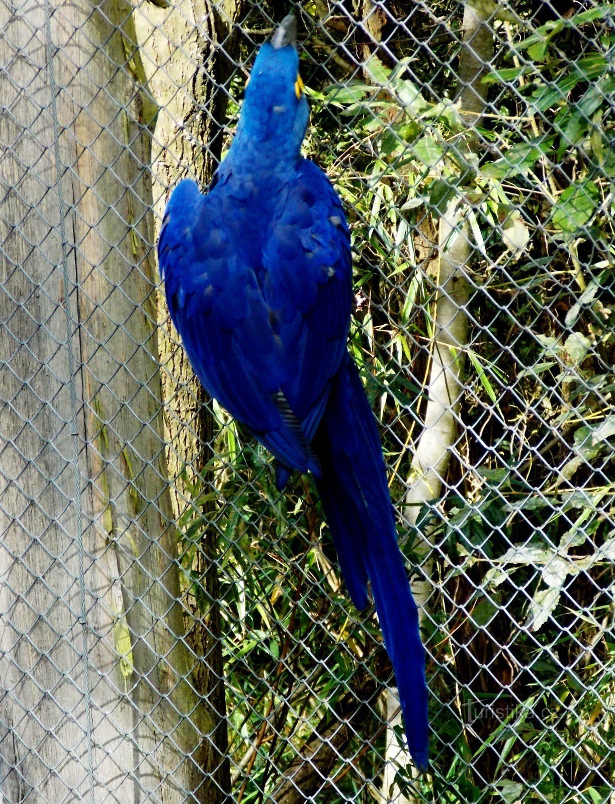 The largest macaw in the world in ZOO - Lešná, Zlín