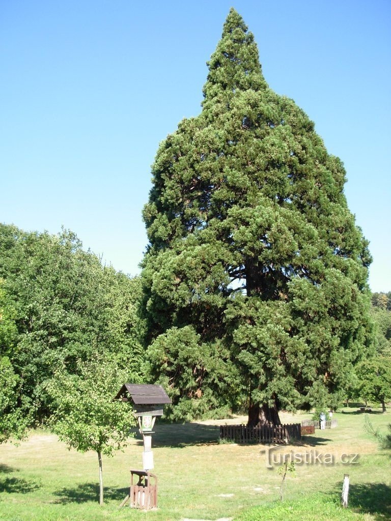 The biggest of the biggest, why it looks like a pear, you can find out on the table...