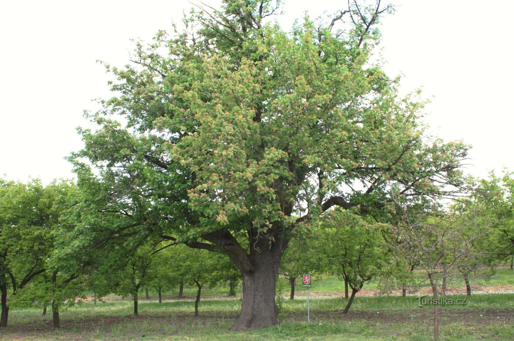 Nemčičky - een gedenkwaardige kersenboom
