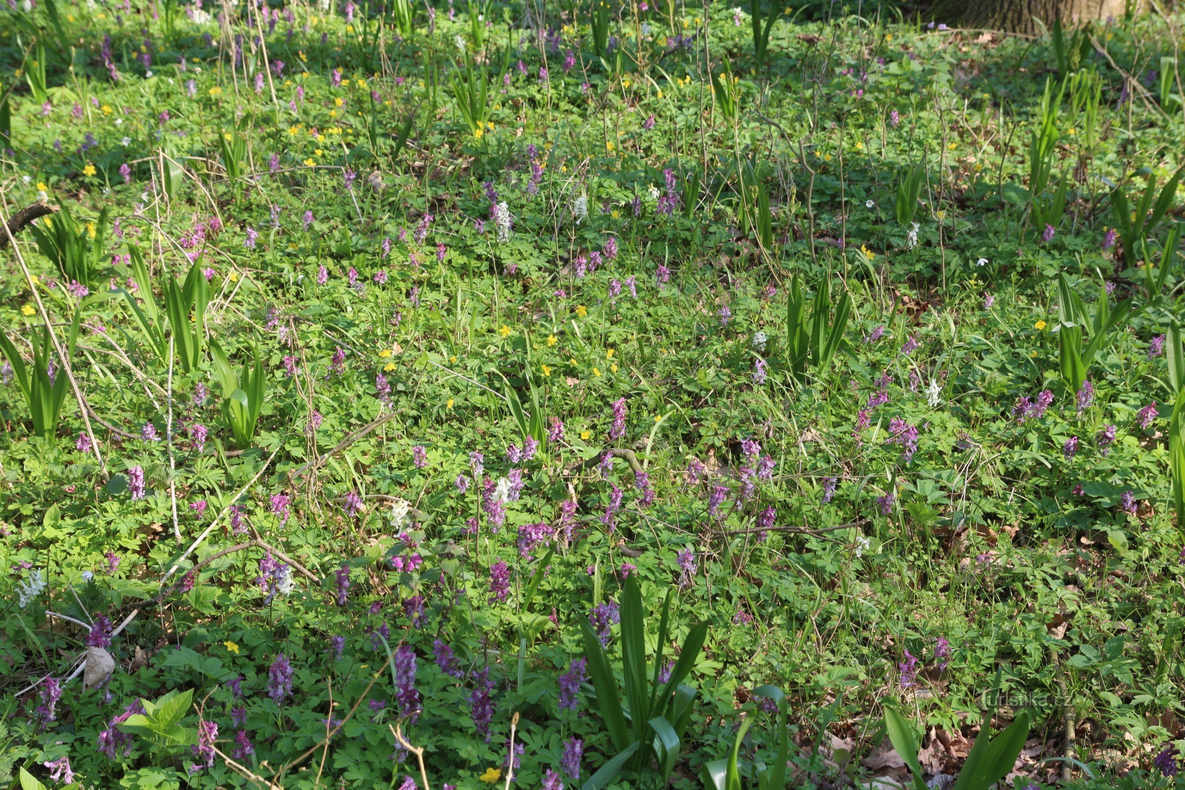 Unpretentious carpets of hollow smokehouse dominate the spring meadow